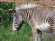 Cebra de Grevy<br />(Equus grevyi)