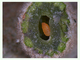 Cecidomia de la encina<br />(Dryomyia lichtensteini)