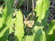 Celosía del brezo<br />(Chiasmia clathrata)