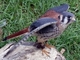 Cernícalo americano<br />(Falco sparverius)