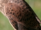 Cernícalo vulgar<br />(Falco tinnunculus)