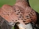 Cernícalo vulgar<br />(Falco tinnunculus)