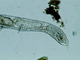 <i>Chaetogaster diastrophus</i>