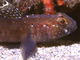 Chaparrudo<br />(Gobius niger)