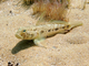 Chaparrudo<br />(Gobius niger)