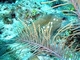 Chapín pintado<br />(Lactophrys bicaudalis)