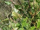 Chicharra alicorta<br />(Ephippiger ephippiger)