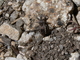 Chinche cazadora gris<br />(Coranus griseus)