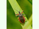 Chinche cazadora negra<br />(Rhynocoris annulatus)