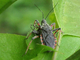 Chinche cazadora negra<br />(Rhynocoris annulatus)