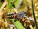 Chinche cazadora negra<br />(Rhynocoris annulatus)