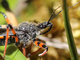 Chinche cazadora negra<br />(Rhynocoris annulatus)