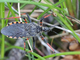 Chinche cazadora negra<br />(Rhynocoris annulatus)