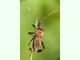 Chinche de las piñas<br />(Leptoglossus occidentalis)