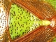 Chinche del espino rojo<br />(Acanthosoma haemorrhoidale)