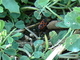 Chinche roja<br />(Pyrrhocoris apterus)