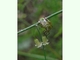Chinche verde oriental<br />(Nezara antennata)