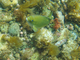 Chopa verde<br />(Girella nigricans)