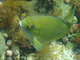 Chopa verde<br />(Girella nigricans)