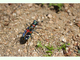 Cicindela de China<br />(Cicindela chinensis)