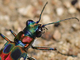 Cicindela de China<br />(Cicindela chinensis)