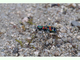 Cicindela de China<br />(Cicindela chinensis)