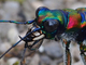 Cicindela de China<br />(Cicindela chinensis)