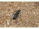 Cicindela de China<br />(Cicindela chinensis)