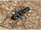 Cicindela de China<br />(Cicindela chinensis)