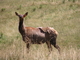 Ciervo canadiense<br />(Cervus canadensis)