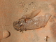Cigarra meridional<br />(Cicada barbara)