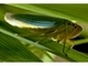 Cigarrilla verde<br />(Cicadella viridis)