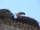Cigüeña blanca<br />(Ciconia ciconia)