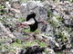 Cigüeña negra<br />(Ciconia nigra)