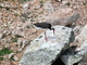 Cigüeña negra<br />(Ciconia nigra)