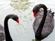 Cisne negro<br />(Cygnus atratus)