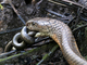 Cobra real<br />(Ophiophagus hannah)