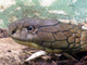 Cobra real<br />(Ophiophagus hannah)