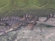 Cocodrilo de Siam<br />(Crocodylus siamensis)