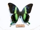 Cola de golondrina verde<br />(Papilio blumei)