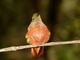 Colibrí de pecho castaño<br />(Boissonneaua matthewsii)