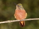 Colibrí de pecho castaño<br />(Boissonneaua matthewsii)