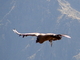 Cóndor de los Andes<br />(Vultur gryphus)