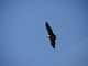 Cóndor de los Andes<br />(Vultur gryphus)