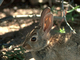 Conejo del desierto<br />(Sylvilagus audubonii)