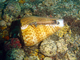 Cono gigante<br />(Conus pulcher)