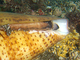 Cono gigante<br />(Conus pulcher)