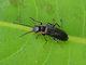 Coracero negro<br />(Cantharis obscura)