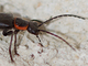 Coracero negro<br />(Cantharis obscura)