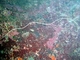 Coral alambre<br />(Cirripathes lutkeni)